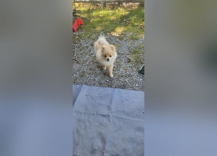 Pomeranian Spitz