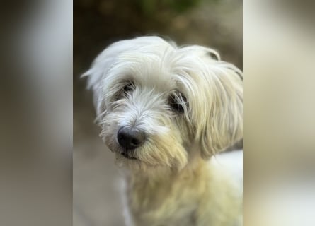 Maltipoo Malteser Toy Pudel Mix Welpen