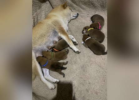 Wunderschöne Shiba Inu Welpen suchen ein liebevolles Zuhause!