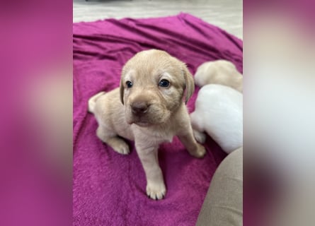 Labrador Retriever Labbi Welpen