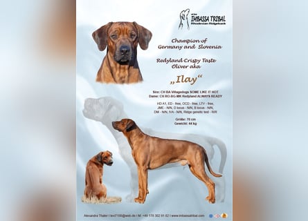 Rhodesian Ridgeback Welpen - Wurfplanung