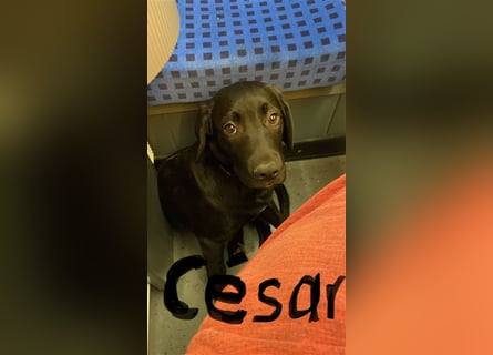 César