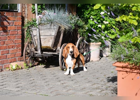 Der zauberhafte Vasko, ein reinrassige Basset Artesien Normand sucht ein neues Zuhause. Eine seltene