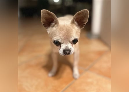 (R) ❤️ süßer Zwerg KIKO - 4 Jahre, 24cm/ 3kg - Chihuahua