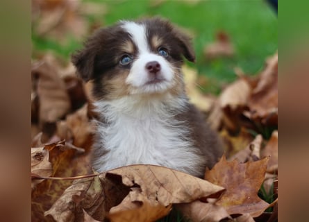 Traumhafte Mini Australian Shepherd Welpen suchen ab sofort ein liebevolles Zuhause