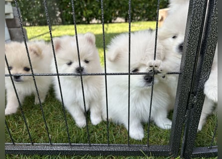 Süße Pomeranian Zwerkspitz Welpen