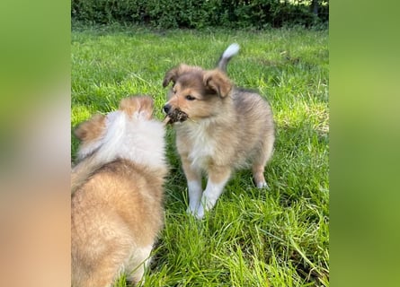 Sheltie Welpe Hündin