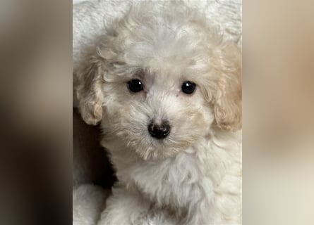 Sehr schöne Maltipoo welpen in abricot und crème farben