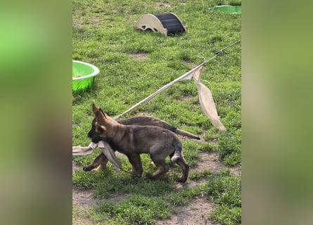 Dunkelgraue Schäferhunde aus Kör-u.Leistungzucht