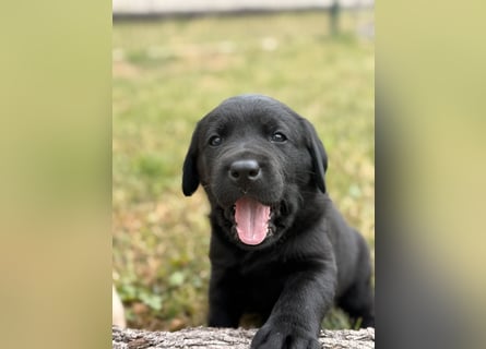 Labrador Welpen mit Ahnentafel