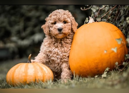 Goldendoodle medium mit Papieren und Ahnentafel