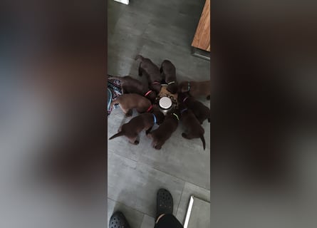 Neun zuckersüße reinrassige schokobraune Labrador-Welpen suchen ein liebevolles neues Zuhause!