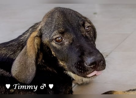 Adam, Ajax und Timmy suchen ein Zuhause
