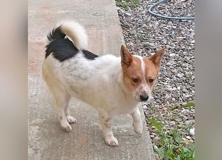 ❤️ süßer kleiner Stenz PABLO - 3 Jahre, 30cm - Corgi-Jack-Russel-Mix
