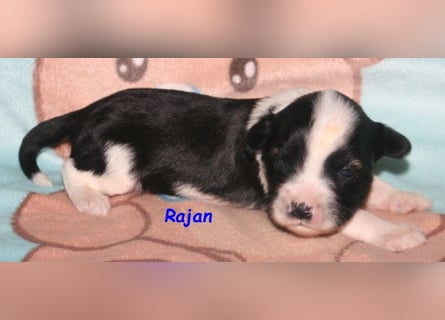 Kirsei-Kra Tibet Terrier Welpen ( VDH / ILT )