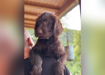 Labradoodle Welpe