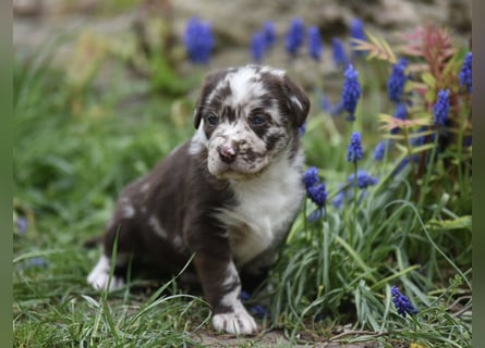 Aussiedor Aussiedorwelpe Welpe Australien Shepherd x Labrador