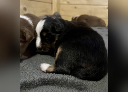 Mini Australien Shepherd Welpen suchen Traumzuhause