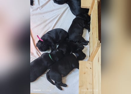 Labradorwelpen suchen bestes Zuhause