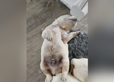 Golden Retriever Welpen aus verantwortungsvoller Zucht