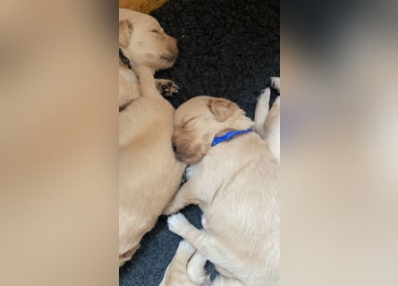 Golden Retriever Welpen