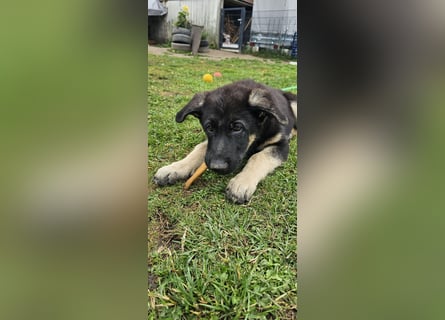 Osteuropäische Schäferhund Welpen