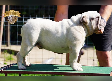 Junge reinrassige Englische Bulldogge FCI sucht ein liebevolles Zuhause und Familie