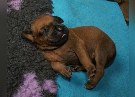 wunderschöne Rhodesian Ridgeback Welpen ! ! ! absolut vitale und einwandfreie kleine Engel