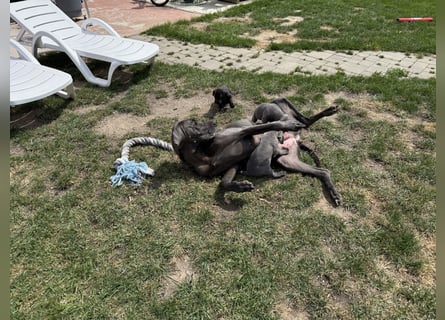 Deutsche Dogge Welpen