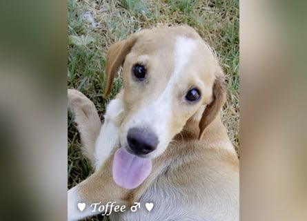 Teddy und seine Geschwister suchen ab September ein Zuhause