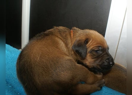 wunderschöne Rhodesian Ridgeback Welpen ! ! ! absolut vitale und einwandfreie kleine Engel
