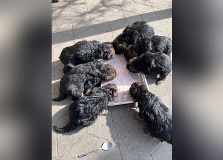 Deutsche Schäferhunde Langstockhaar