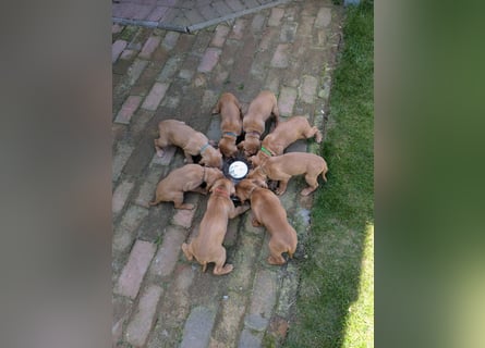 Ungarisch-Drahthaar-Welpen (UD) - Magyar Vizsla