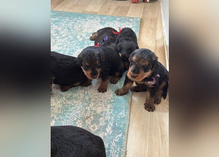 Typvolle Airedale Terrier Welpen aus Leistungszucht VDH/KfT