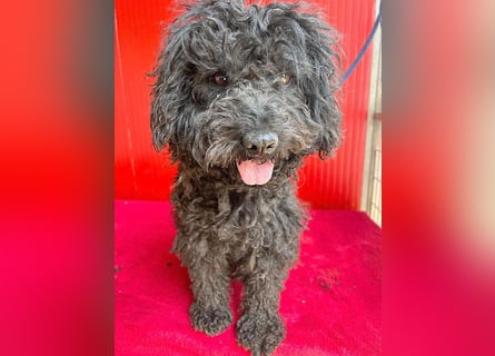 schmusige Puli-Hündin XENA - 2 Jahre, 40cm/12kg 