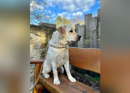 Labrador Rüde 2 Jahre