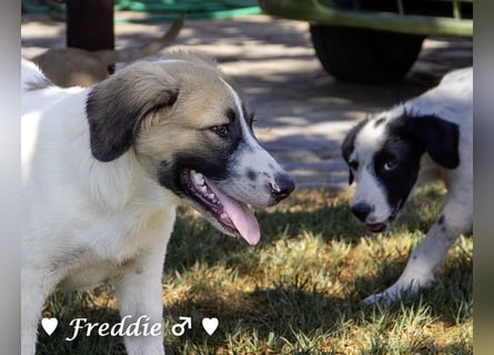 Felix und Freddie suchen absofort ein Zuhause