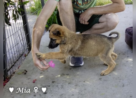Vier wunderschöne Schäferhundmischlinge suchen ein Zuhause