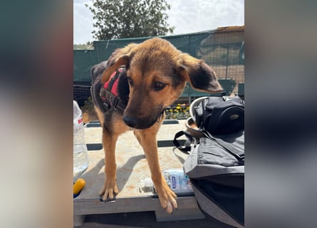 Gigi  ist in der Südpfalz zu besuchen