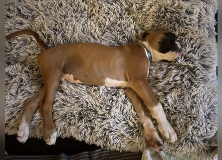 Boxerrüde