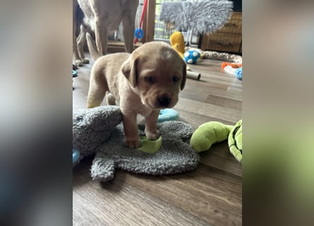 Reinrassige Labrador Welpen m.P. aus liebevoller Zucht