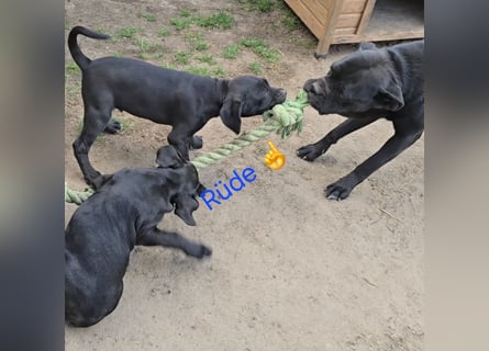 Presa Canario x Cane Corso