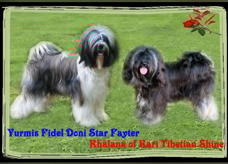 Kirsei-Kra Tibet Terrier Welpen ( VDH / ILT )