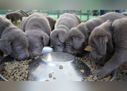 Labrador silber Welpen mit Ahnennachweis 12.08.24 geboren