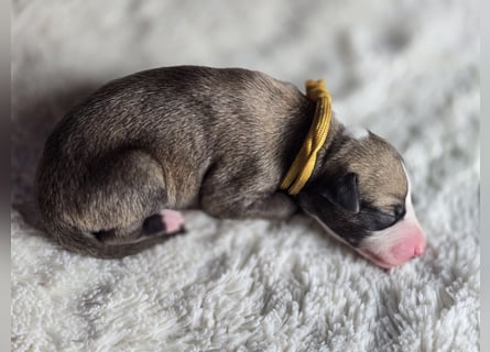 Whippet Welpen suchen liebevolle Familien