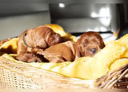 Valentinstags Irish Setter Welpen mit FCI- und VDH-Papieren