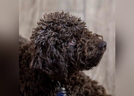 4 süße weibliche reinrassige Lagotto Romagnolo Welpen suchen ein liebevolles Zuhause