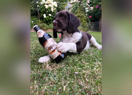 Kleine Münsterländer Welpen