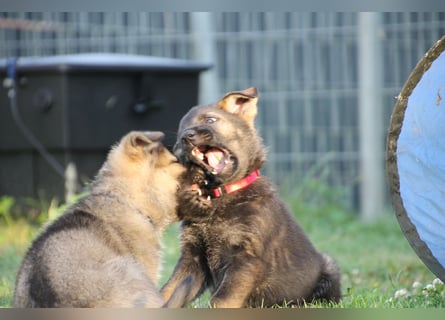 Schäferhund Welpen mit VDH Ahnentafel