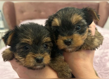 Reinrassige, bezaubernd schöne Yorkshire Terrier Welpen zu verkaufen